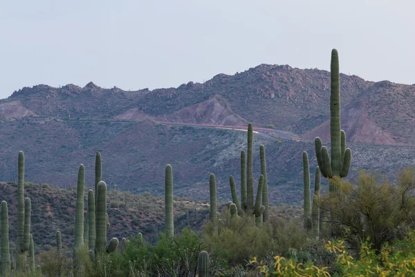 Saguaro 선인장 — 스톡 사진