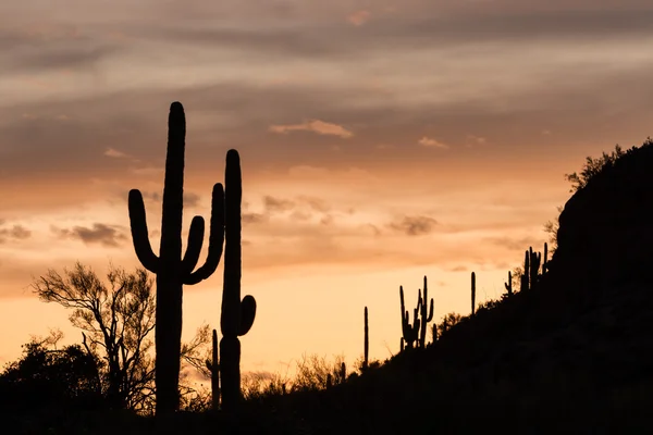 Saguaro-Kaktus — Stockfoto