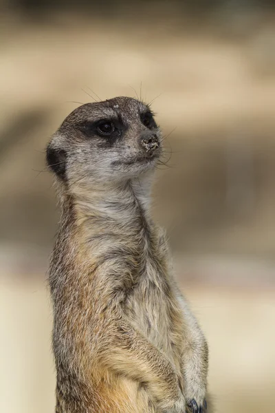 Meerkat - Suricata suricatta — стокове фото