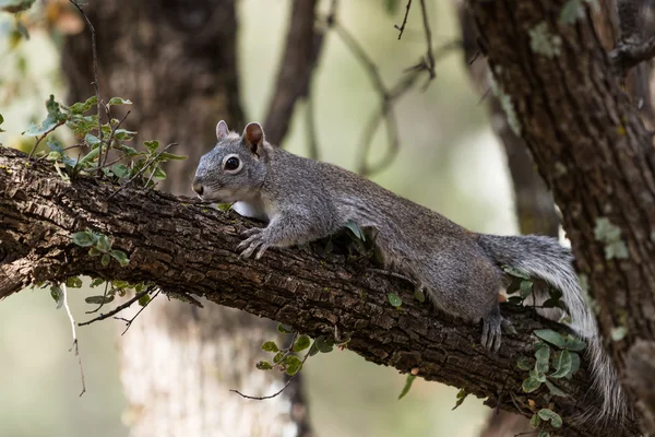 Silber - graues Eichhörnchen — Stockfoto