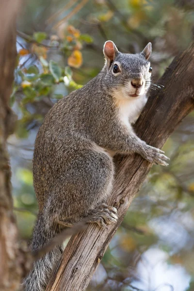 Plata - ardilla gris — Foto de Stock