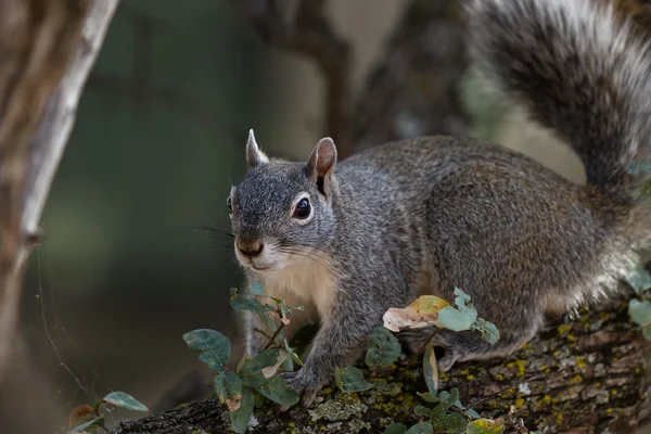 Silver - gray squirrel — Stock Photo, Image