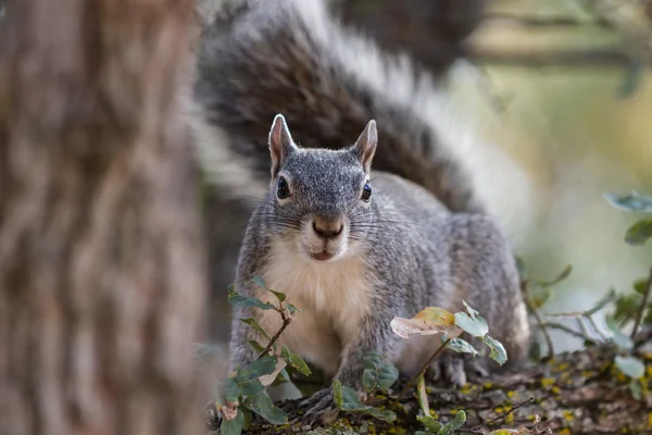 Silver - gray squirrel — Stock Photo, Image