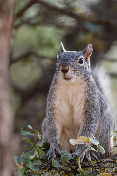 Ezüst - szürke mókus — Stock Fotó