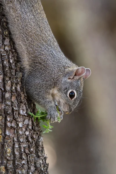 Argento - scoiattolo grigio — Foto Stock