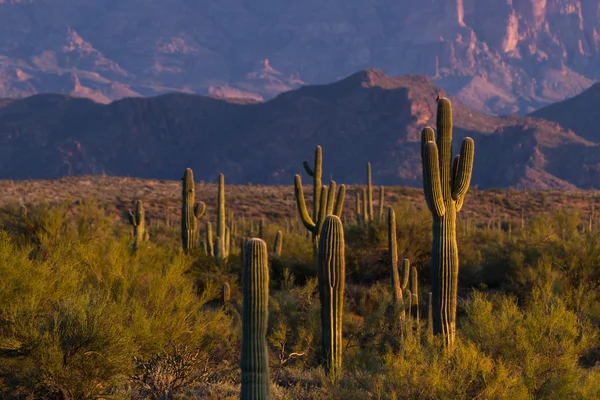 Κάκτος saguaro — Φωτογραφία Αρχείου