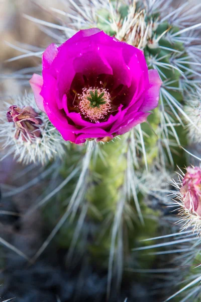 Blooming Cactus — Stock Photo, Image