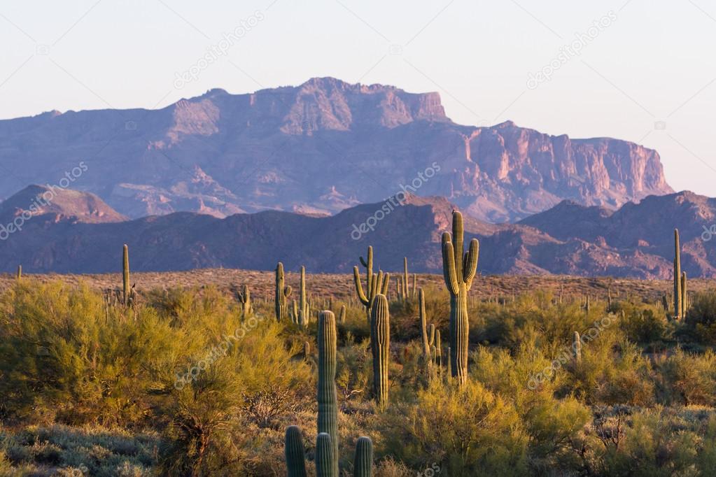 Saguaro cactus