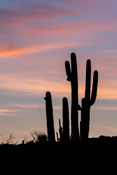 Saguaro Kaktus zachód słońca — Zdjęcie stockowe