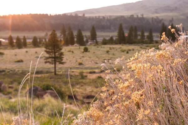 Sierras gündoğumu — Stok fotoğraf