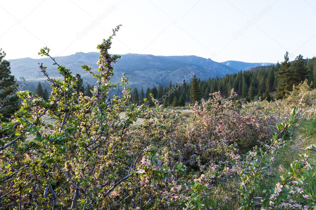 Sunrise in the Sierras