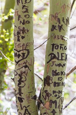 damage to trees 