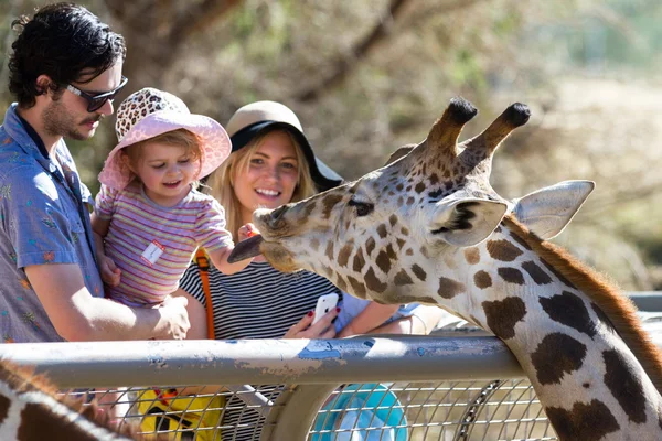 Hand utfodring en giraff Stockfoto