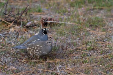 California bıldırcın - Calipeple californica) 