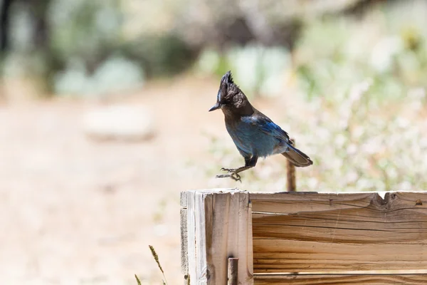 Jay de Steller - Cyanocitta stelleri — Foto de Stock