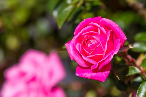 Roze roos — Stockfoto