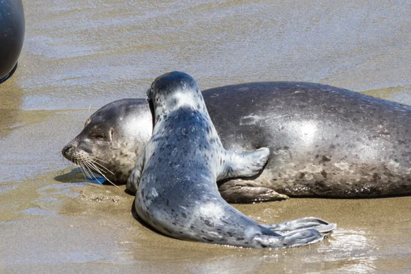 Bambino foca e sua madre — Foto Stock