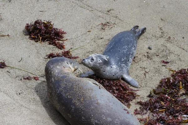 Baby seal and his mother — Stock Photo, Image