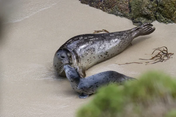 Baby seal and his mother — Stock Photo, Image