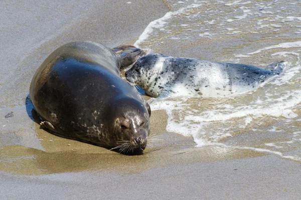 Baby seal and its mother — Stock Photo, Image