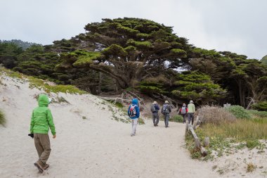 Büyük servi ağaçları