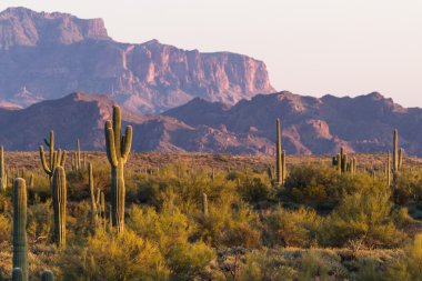 saguaro kaktüsü