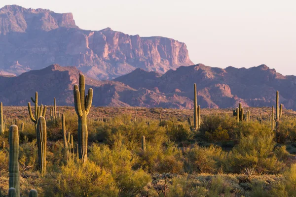 Saguaro Kaktus — Zdjęcie stockowe