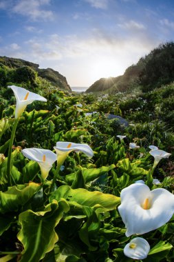 calla lilies on the coast