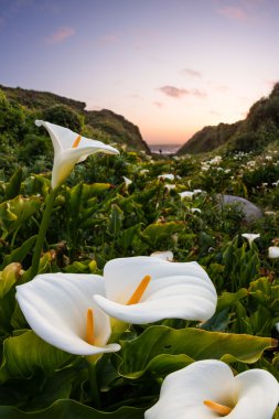 calla lilies on the coast