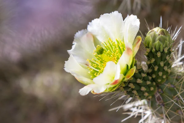 Cactus del deserto in fiore — Foto Stock