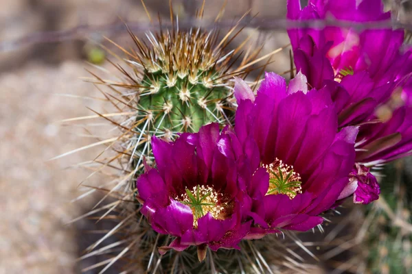 Cactus du désert en fleurs — Photo