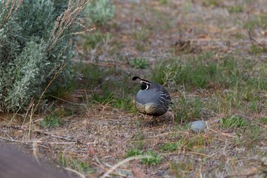 California bıldırcın - Calipeple californica) 