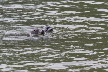 Kaliforniya'da mühürler