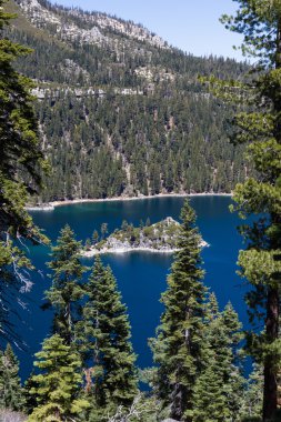 Zümrüt defne, lake tahoe
