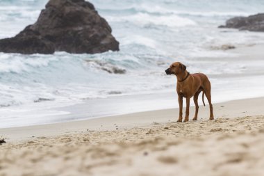 endişeli köpek yavrusu