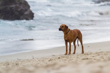 endişeli köpek yavrusu