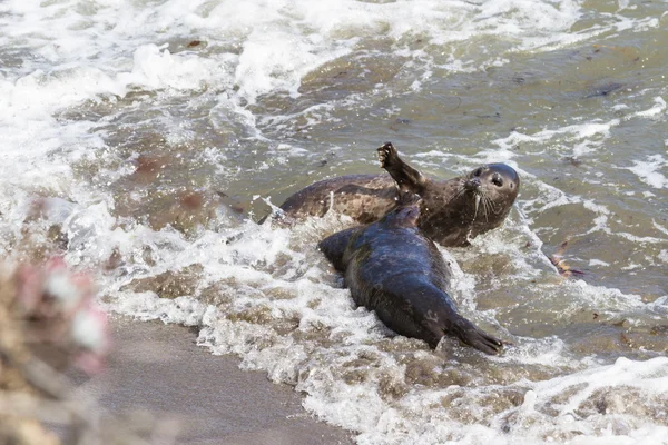 Sälar spela o stranden — Stockfoto