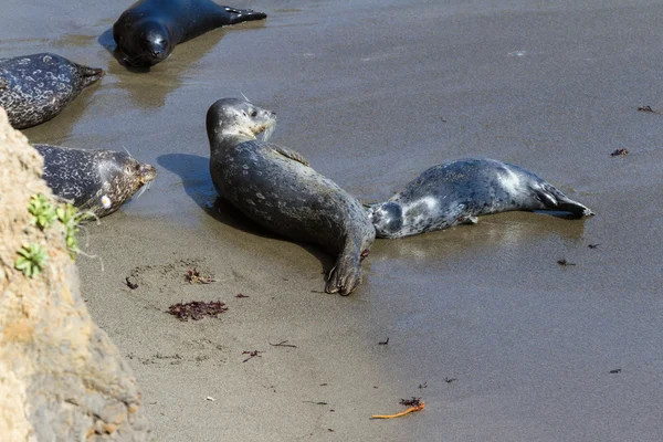 Baby seal och dess mor — Stockfoto