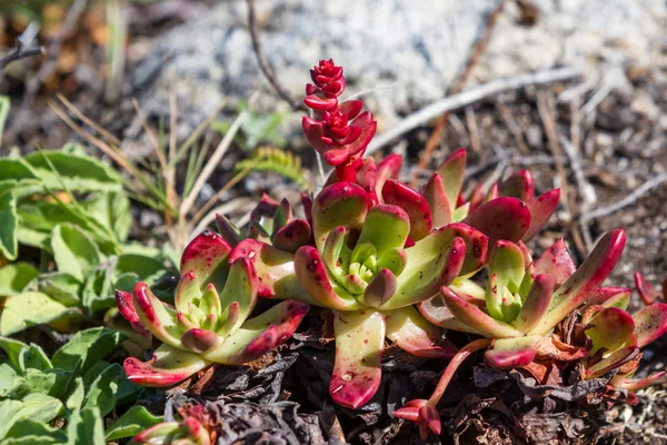 Succulent ground cover — Stock Photo, Image