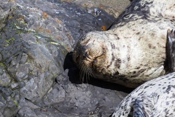 Seal in California — Stock Photo, Image