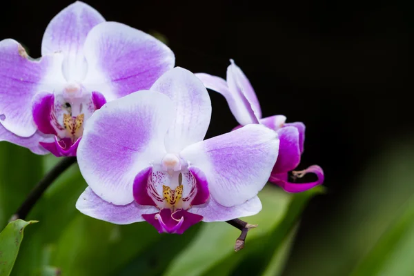 Orchid - Orchidaceae — Stock Photo, Image