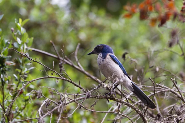 Western Scrub Jay — Stock Photo, Image