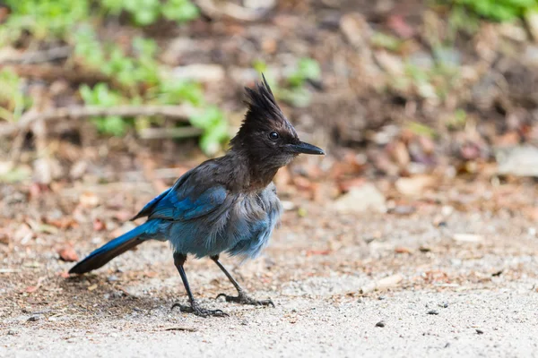 Steler's Jay — Stock Photo, Image