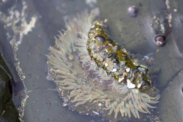 Anemone marino — Foto Stock