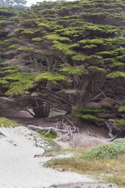 Große Zypressen — Stockfoto