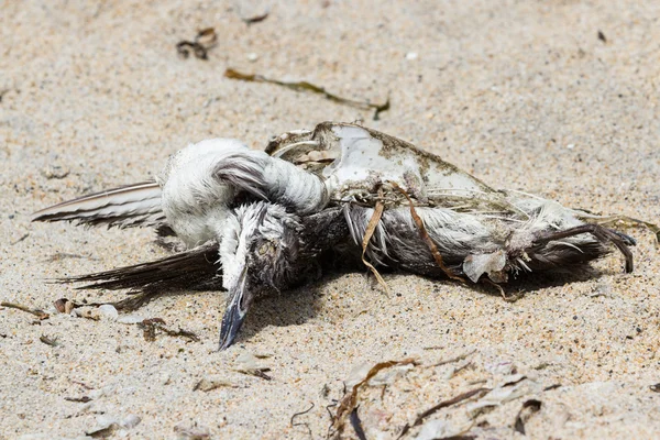 Death on the west coast — Stock Photo, Image