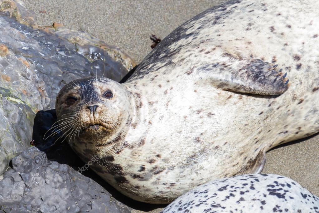 Seal in California