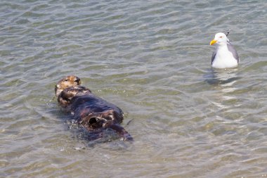 Deniz samuru - Enhydra lutris