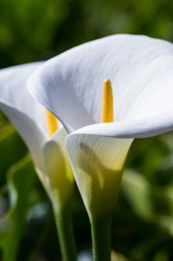 Calla zambak - Zantedeschia aethiopica