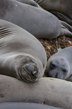 Deniz fili - (Mirounga ördeği)